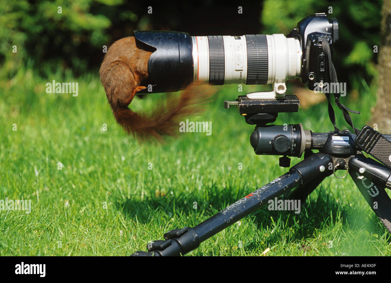 Ardilla Roja (Sciurus vulgaris) investigando una cámara. Alemania Foto de stock