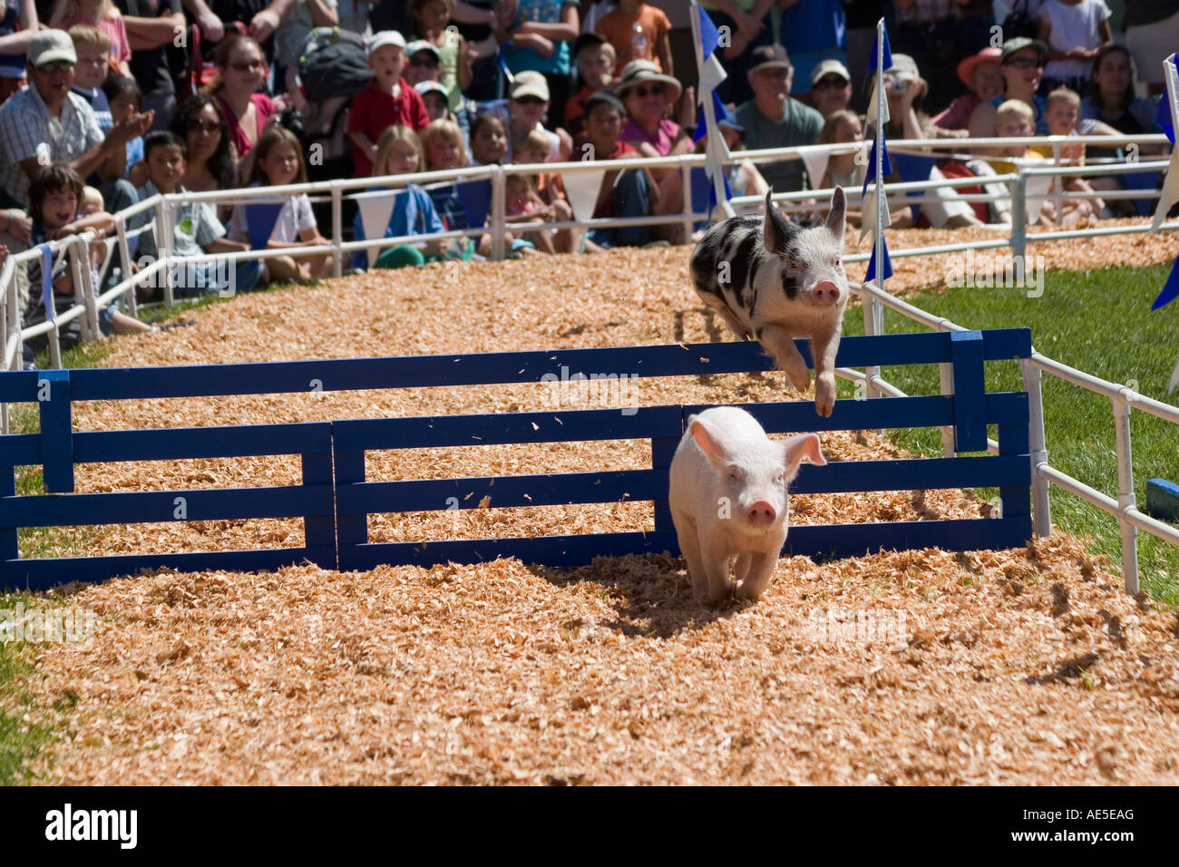 Spotted pig en segundo lugar saltar un obstáculo en un concurso de carreras  de cerdos en la Feria del Condado de Santa Cruz en Watsonville California  Fotografía de stock - Alamy