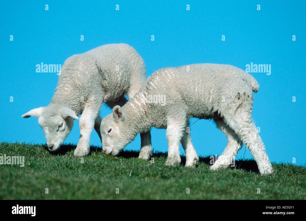 Ovejas domésticas, corderos, Schleswig-Holstein, Alemania Foto de stock