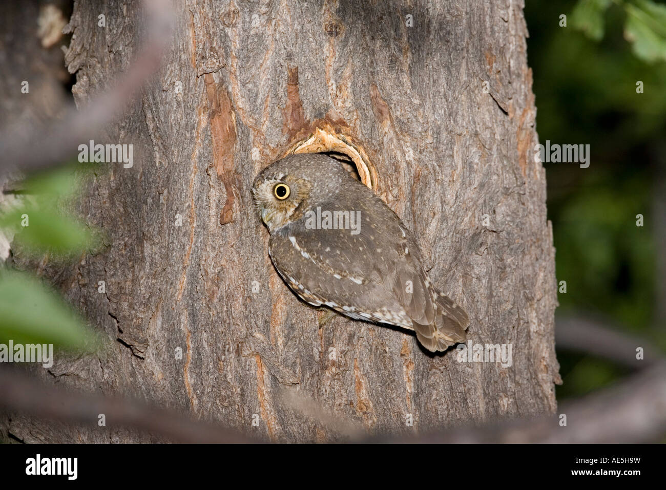 Elf Owl Micrathene whitneyi Elgin Arizona, Estados Unidos, 20 de julio de adulto a la entrada de la cavidad nido Strigidae Foto de stock