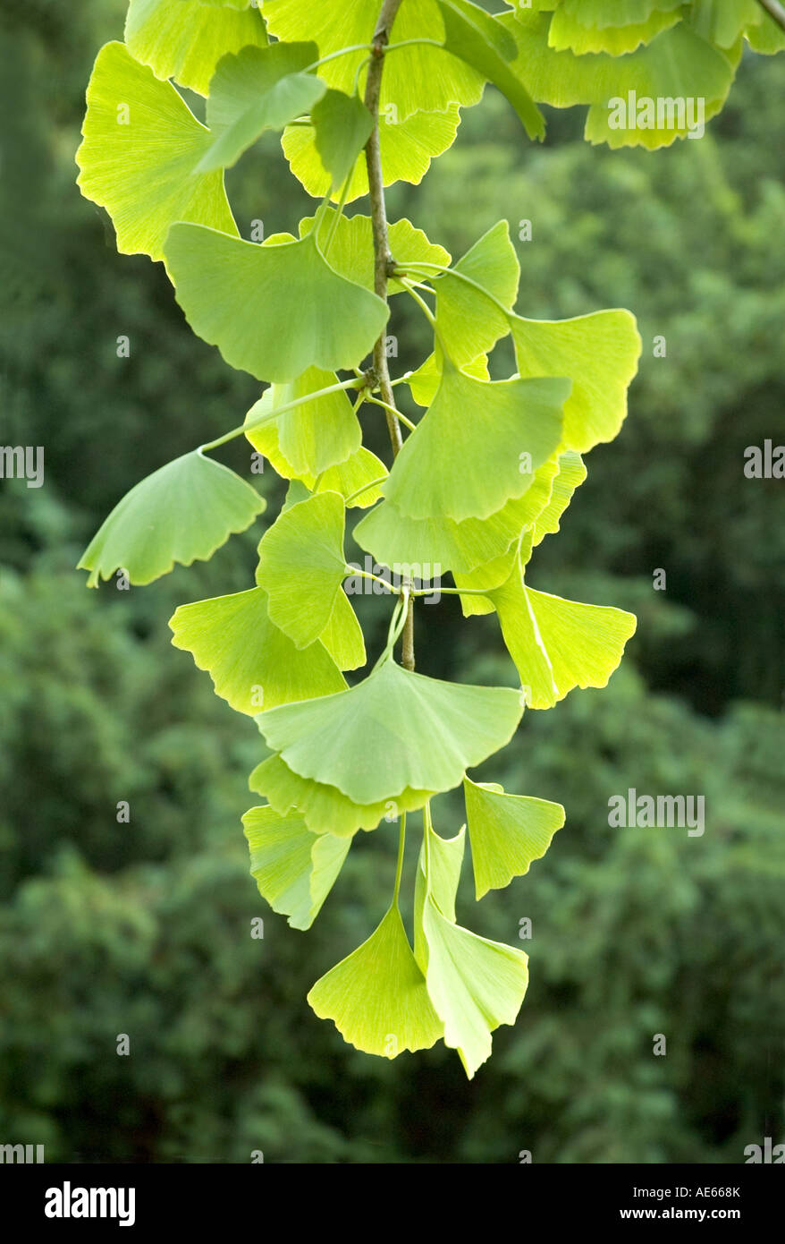 Maidenhair hojas del árbol Ginkgo biloba Foto de stock