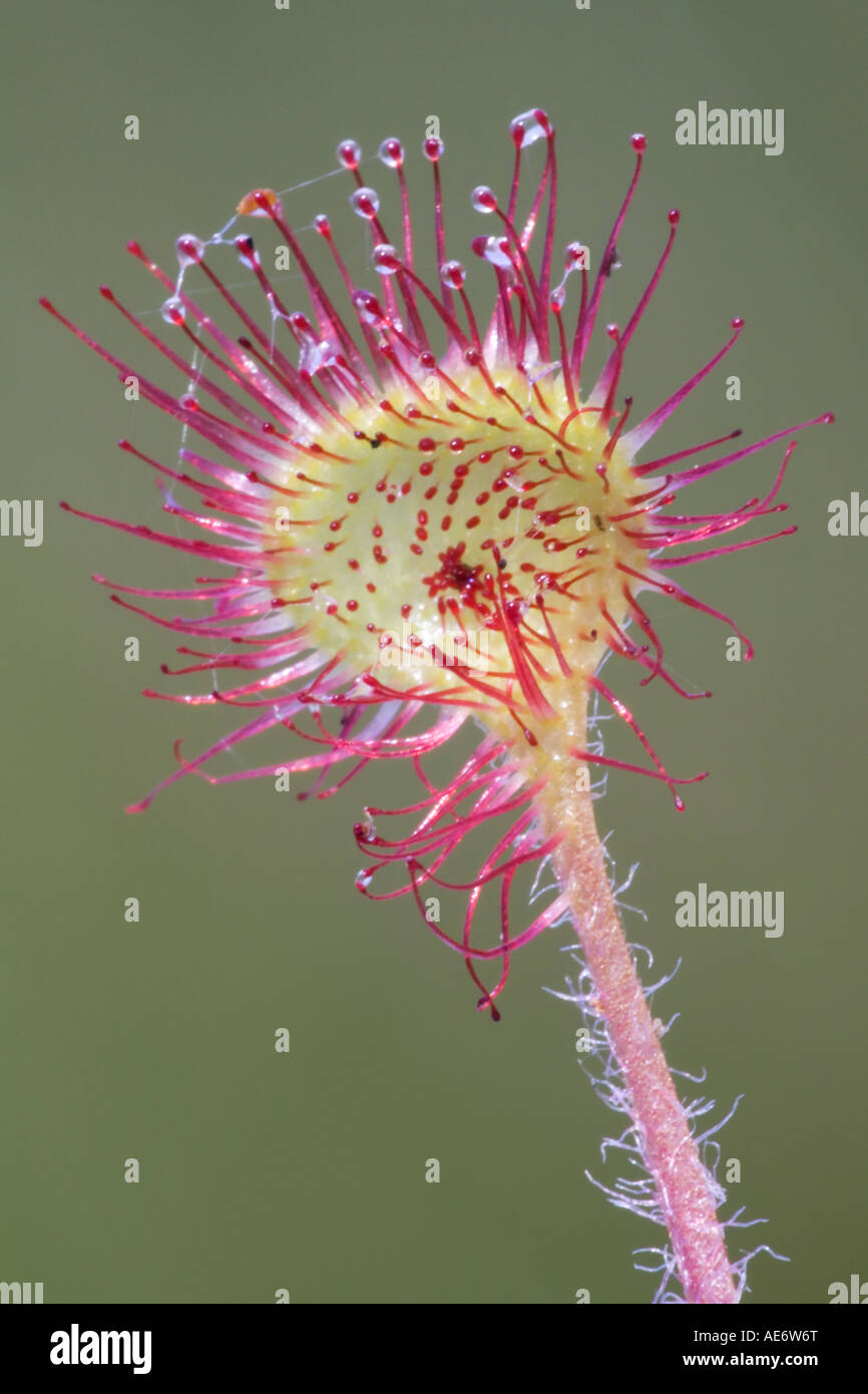 Las hojas pegajosas y zarcillos de la Ronda insectiverous dejados Sundew Foto de stock