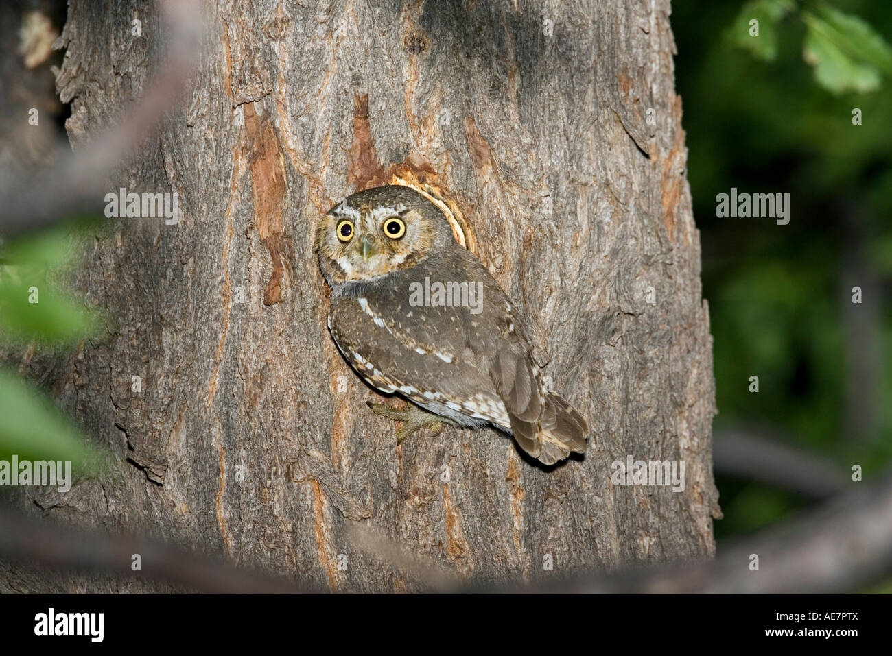 Elf Owl Micrathene whitneyi Elgin Arizona, Estados Unidos, 20 de julio de adulto en el nido la cavidad Strigidae Foto de stock
