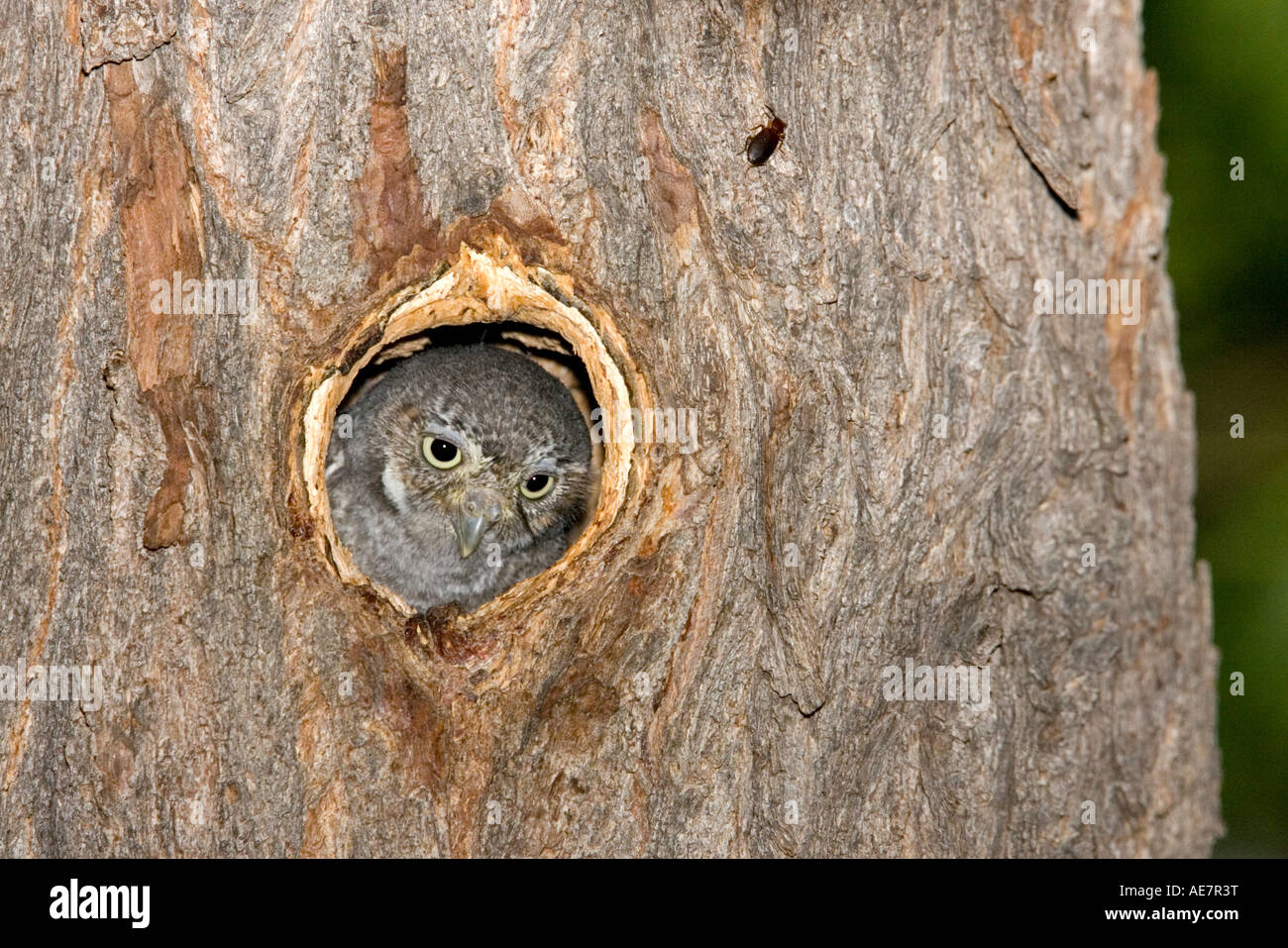Elf Owl Micrathene whitneyi Elgin Arizona, Estados Unidos, 20 de julio de inmaduros en la entrada de la cavidad nido Strigidae Foto de stock