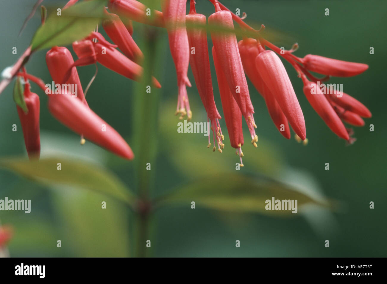 Quassia fotografías e imágenes de alta resolución Alamy