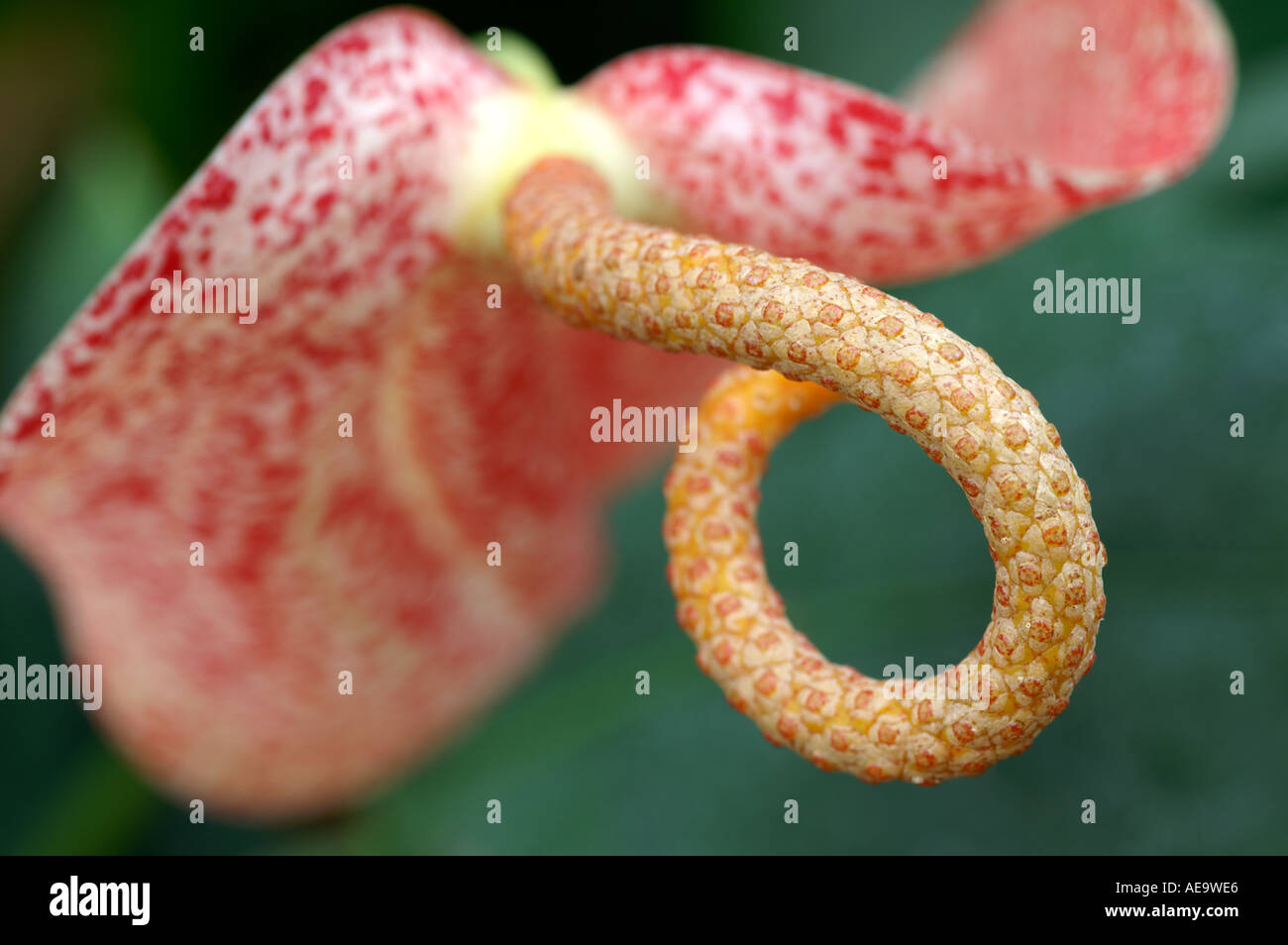 El Anturio nebulosa Flamingo Flor planta espiral Foto de stock