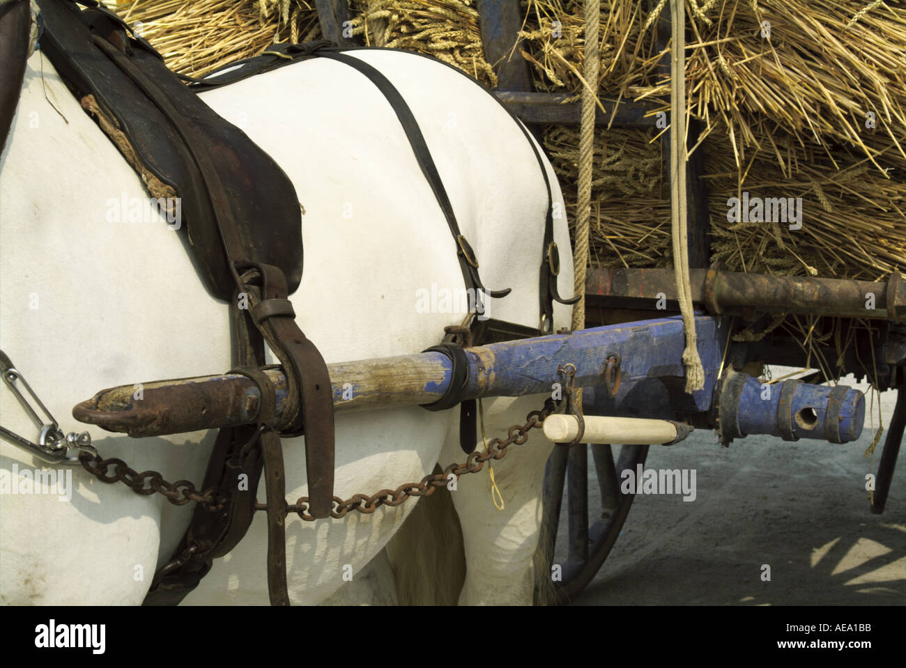 Francia alzonne cerca de Carcassonne white horse bridled a un carrito lleno con paja Foto de stock