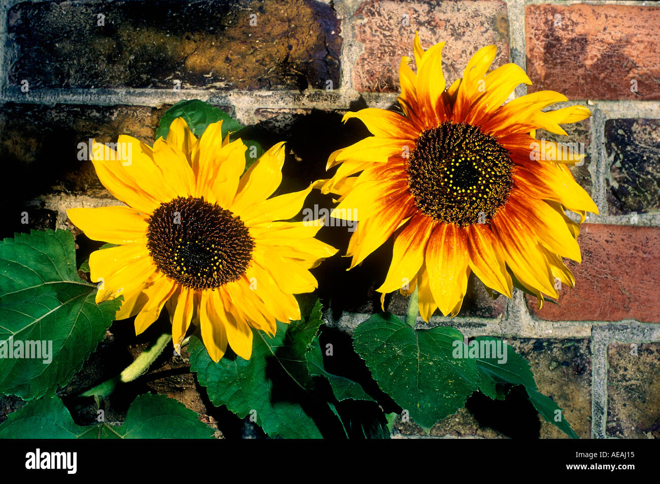 2 girasoles fotografías e imágenes de alta resolución - Alamy