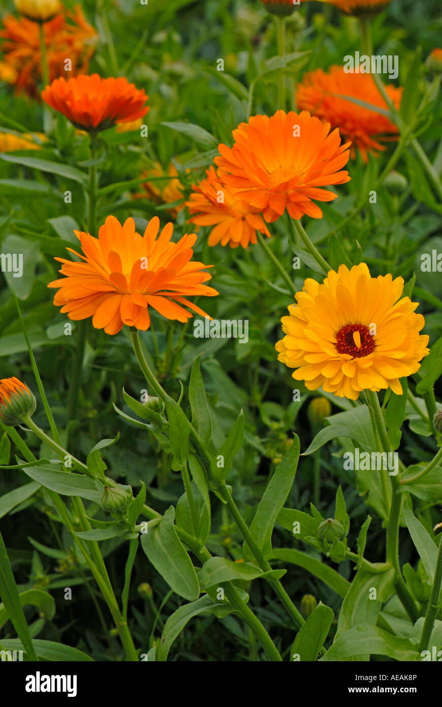 Inglés, Caléndula Caléndula (Calendula officinalis), flores Foto de stock