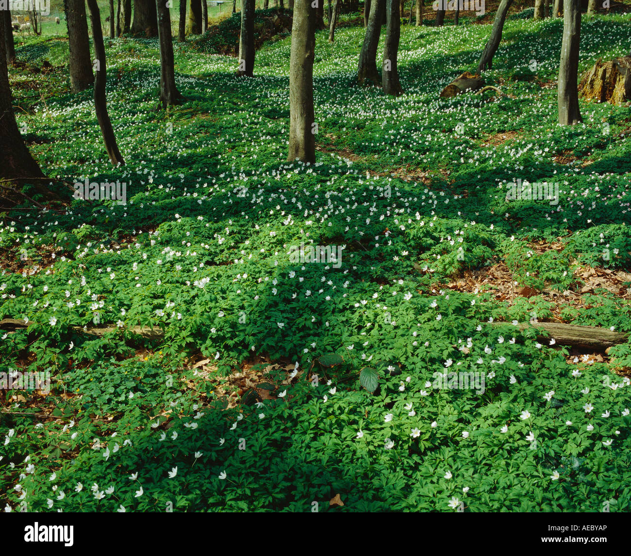 Flores blancas sobre el piso del bosque Foto de stock