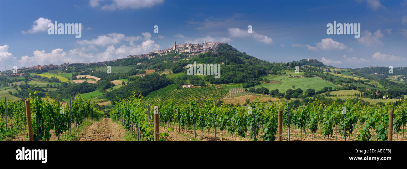 Panorama de las hileras de vides en el viñedo y en la cima de la colina de la ciudad de Todi, en Umbría Italia Foto de stock