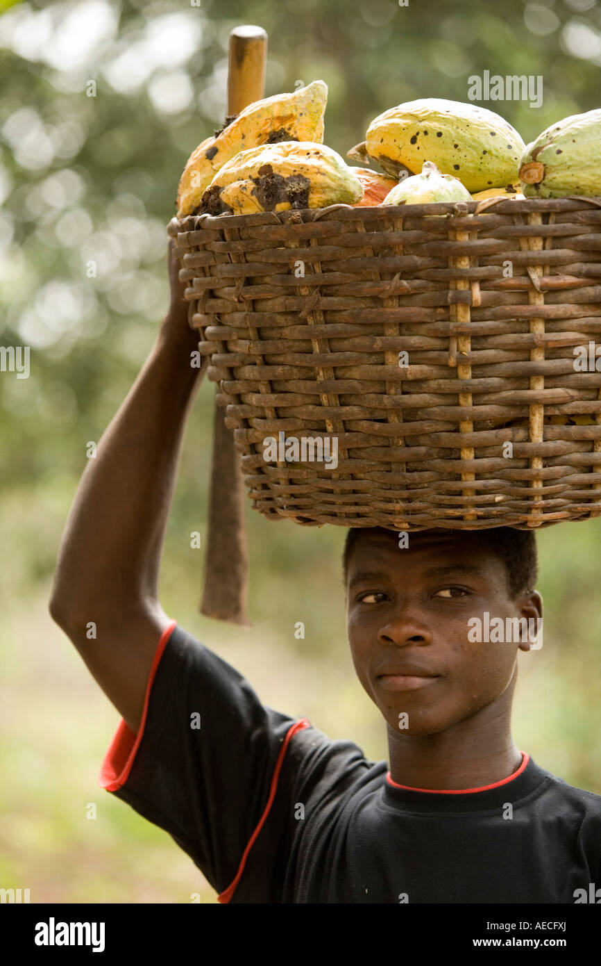 Cesta de transporte de trabajadores agrícolas de las mazorcas de cacao, Ghana Foto de stock