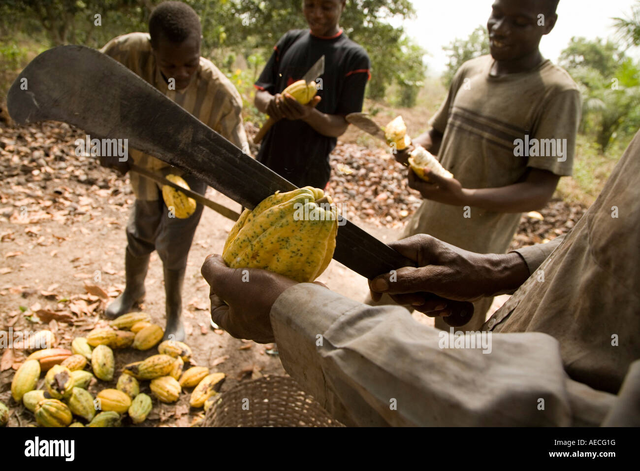 Los trabajadores agrícolas grietas las mazorcas de cacao, Ghana Foto de stock