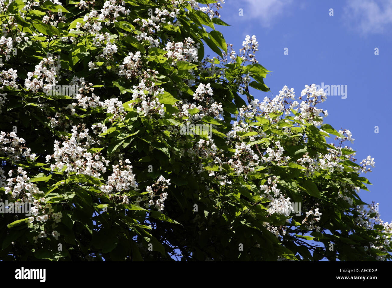 India Catalpa bignonioides bean (árbol), las inflorescencias Foto de stock