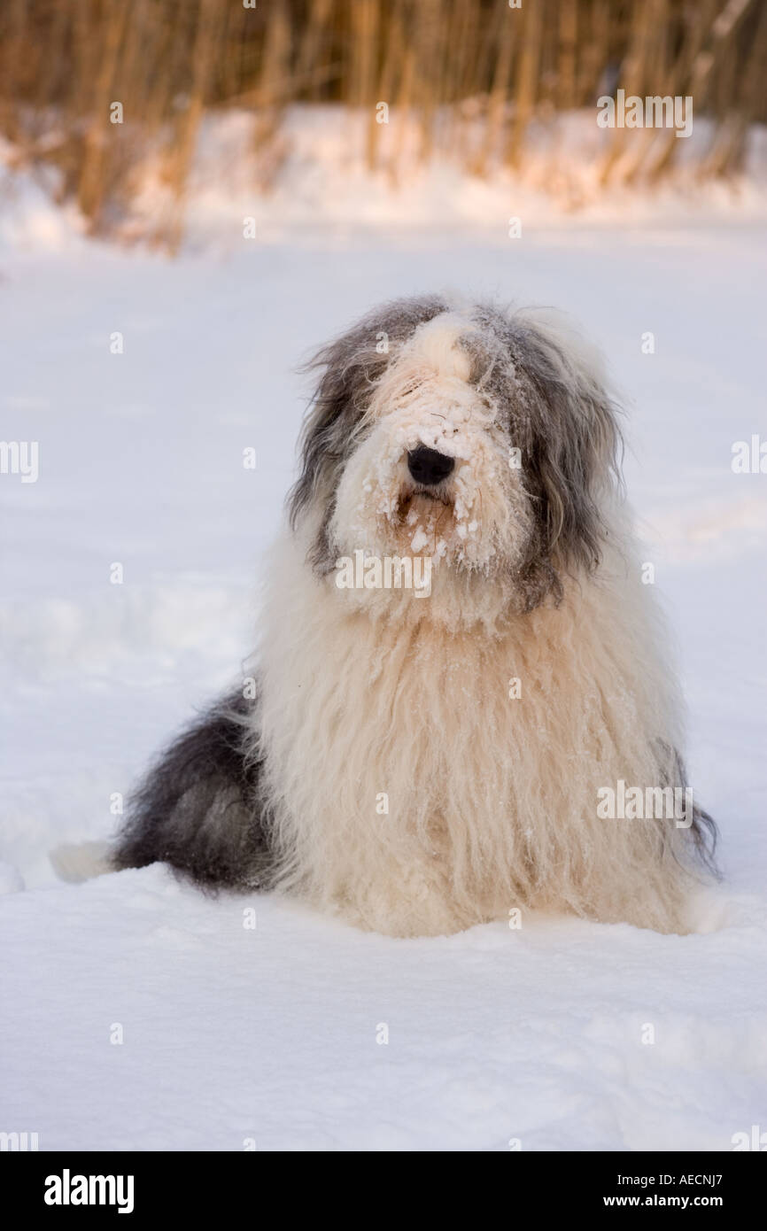 Bobtail Dog Running Perro Viejo Pastor Stock Photo 1162958359