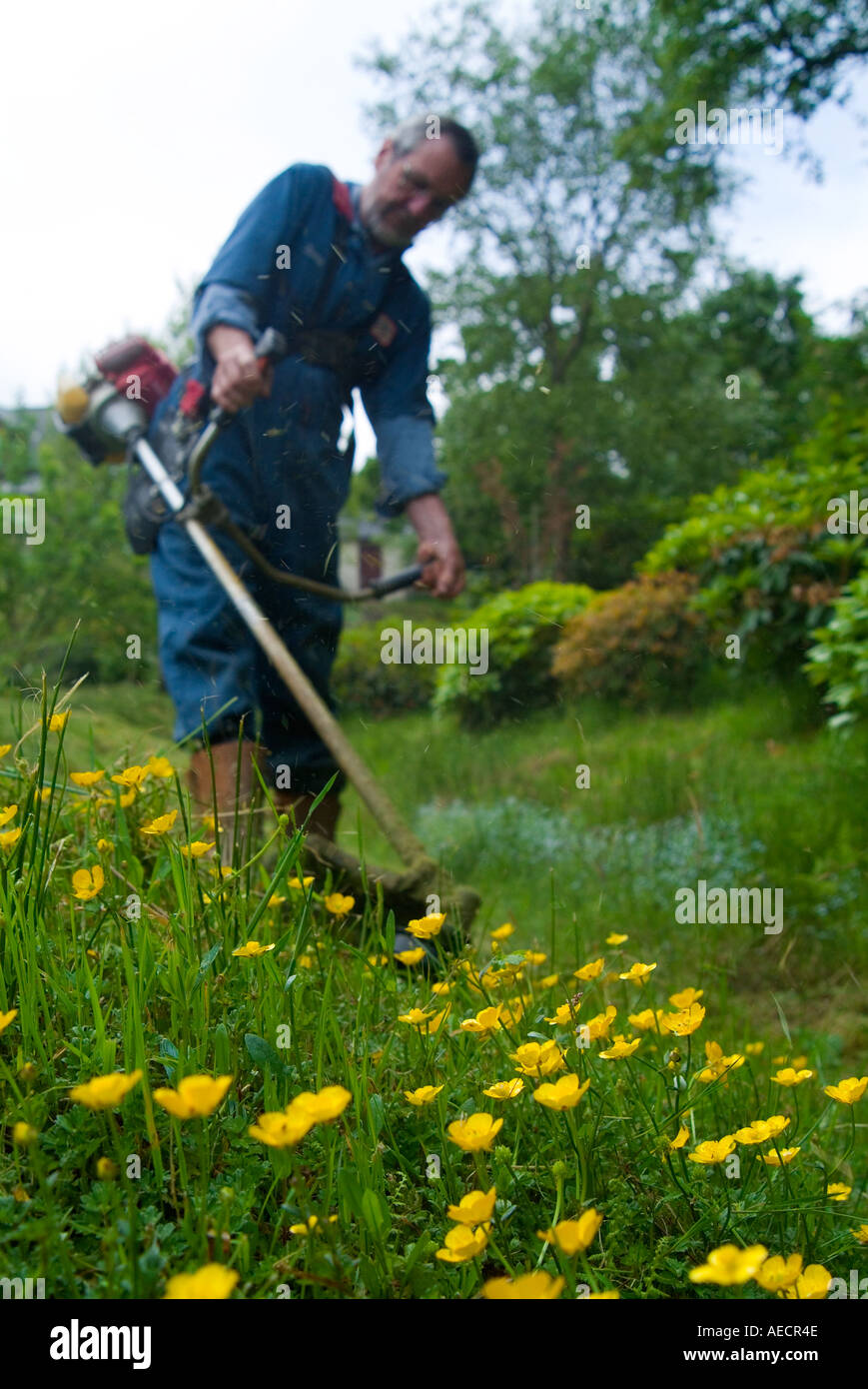 Hombre strimming la hierba con ranúnculos creciente Foto de stock