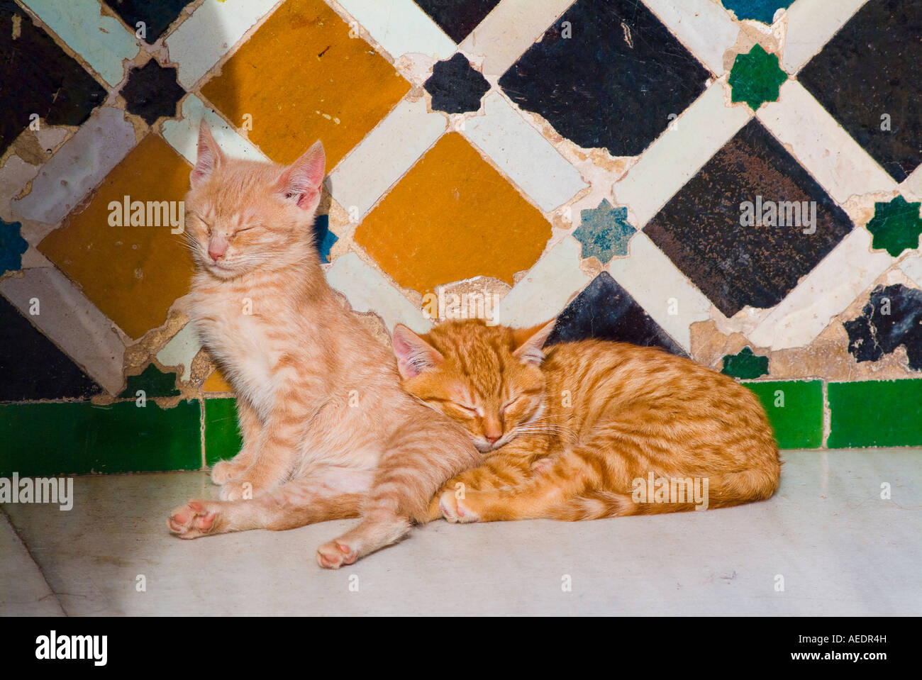 Gatitos residente de la Alhambra durmiendo en el sol en el Patio de los Arrayanes Granada España Foto de stock