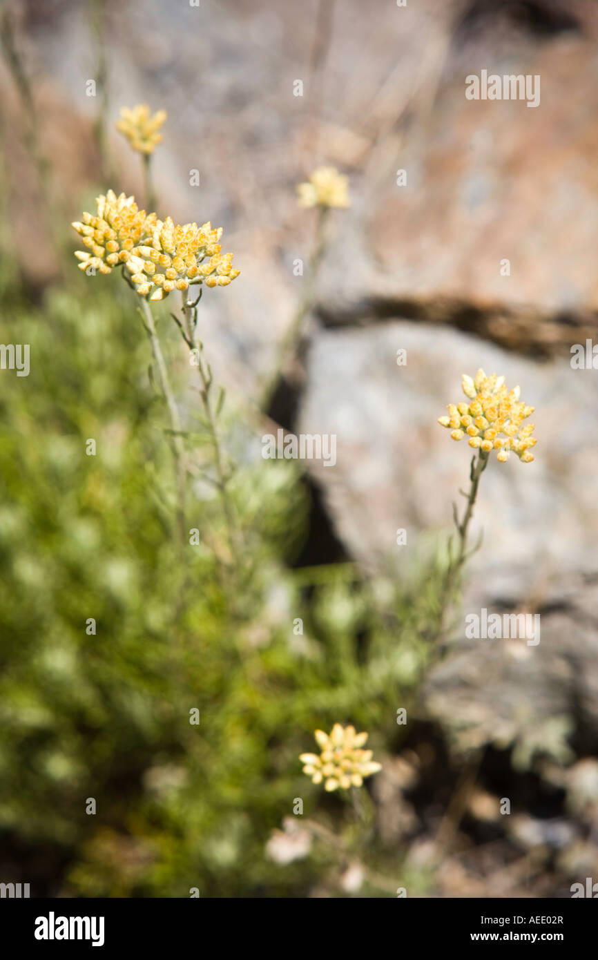 Sedum sediforme Stonecrops Foto de stock