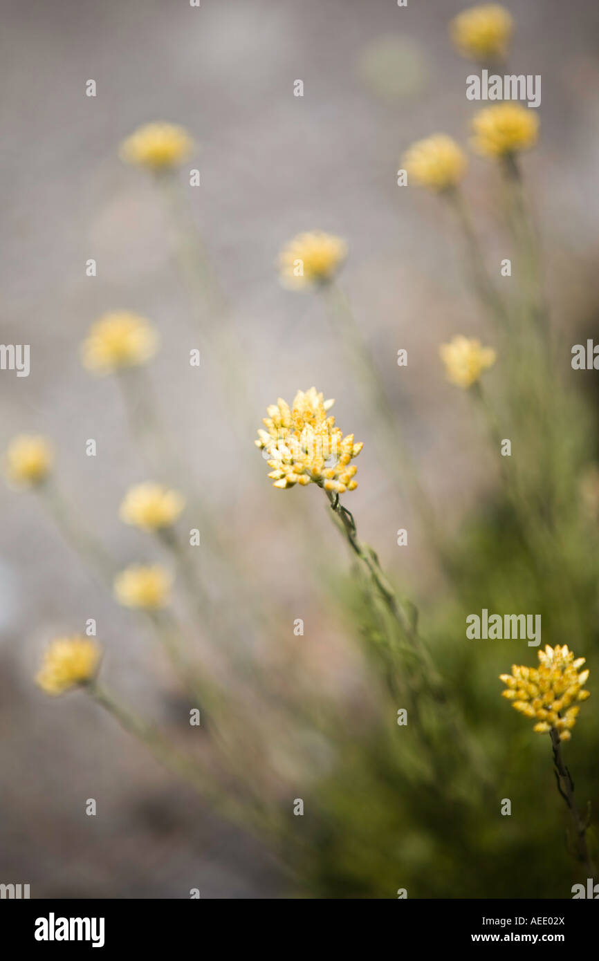 Sedum sediforme Stonecrops Foto de stock