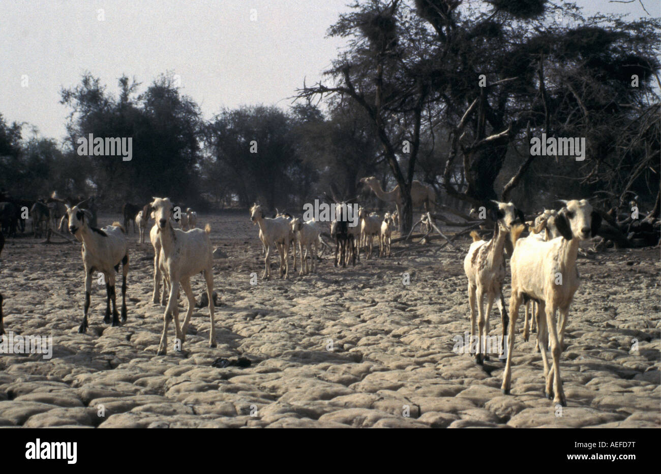 Malí Gao, cabras en terrenos secos durante la sequía de 1984 y 1985. Foto de stock