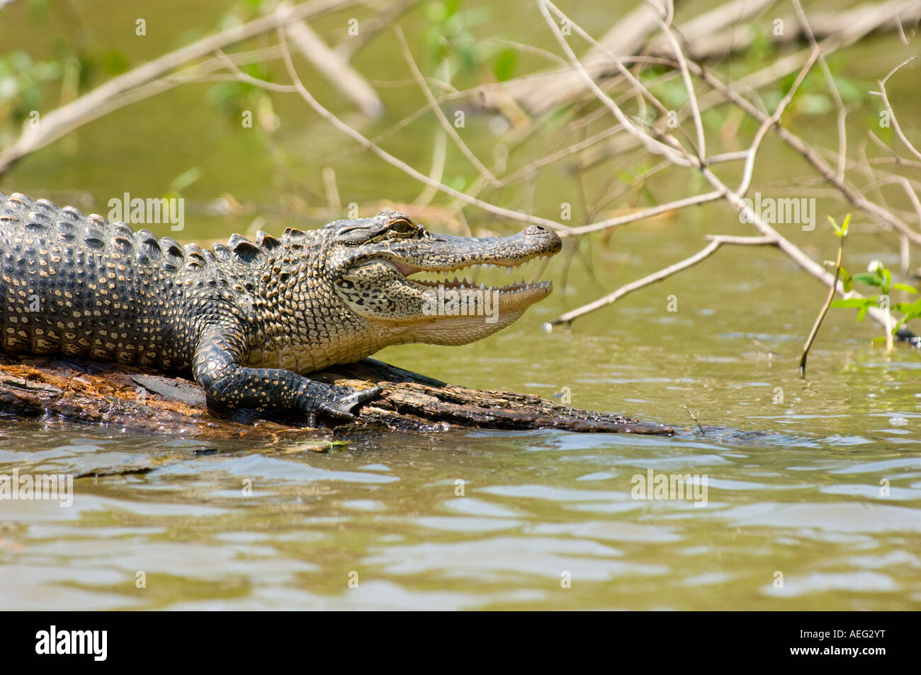 Primer plano de Cocodrilo Americano (Alligator mississippiensis). Luisiana Foto de stock