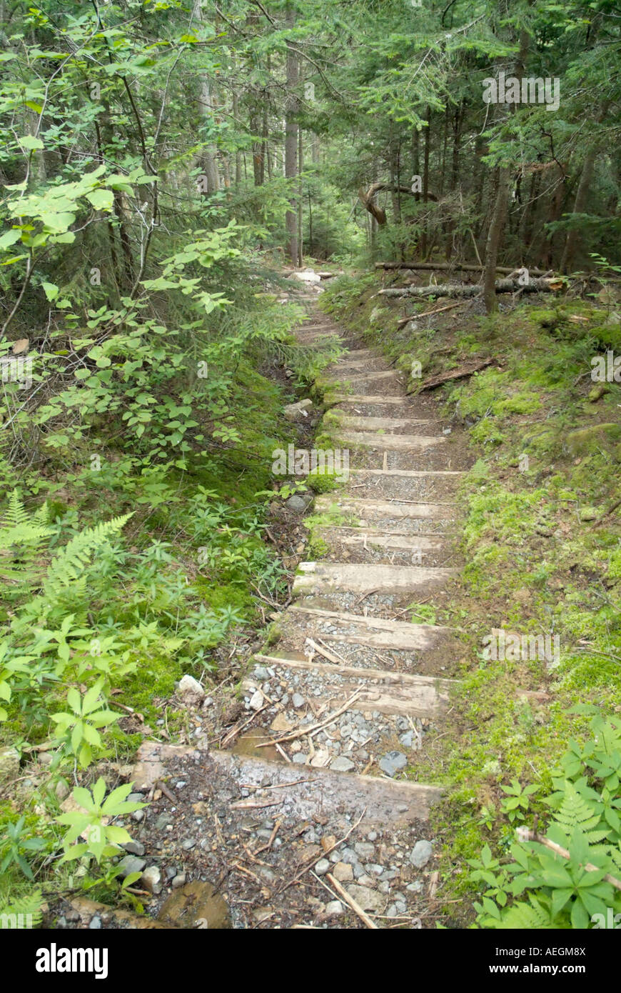 Pasos de Willey Range Trail en el pintoresco paisaje de las Montañas Blancas de New Hampshire, EE.UU. Foto de stock