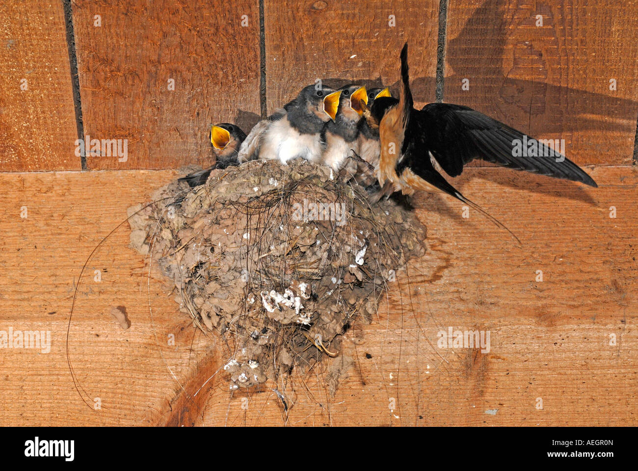 La golondrina común (Hirundo rustica) adulto alimentándose mendicidad polluelos en nest Foto de stock