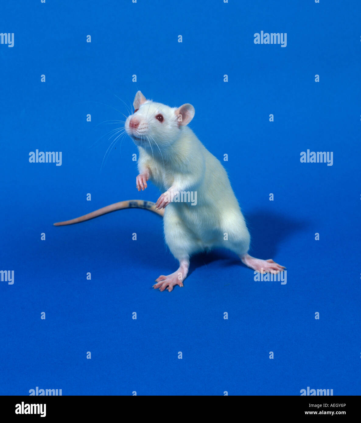 Ratas Sprague Dawley laboratorio blanco a las pruebas con animales estudios de toxicología Foto de stock