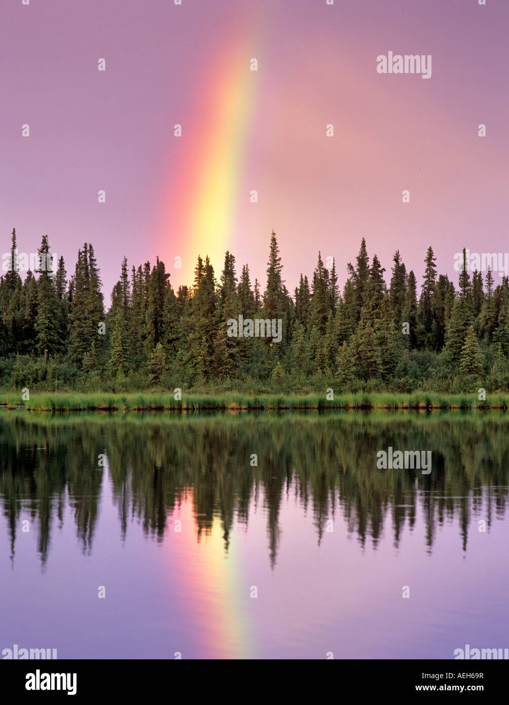 Reflejados en remansos del Río Gulkana Alaska Foto de stock