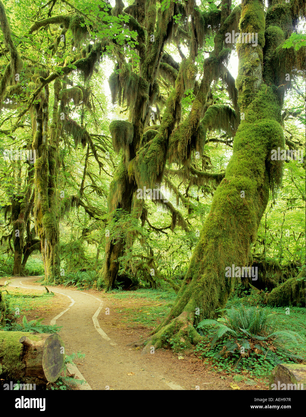 Arces cubiertas de musgo Hoh Rain Forest Olympic National Park Washington Foto de stock