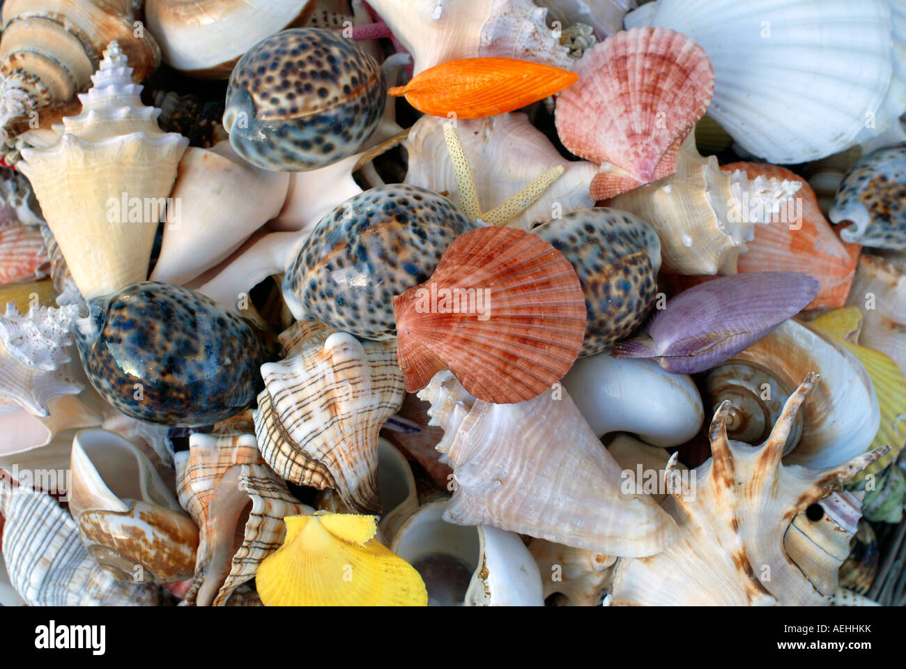 Assorted seashells cerrar Foto de stock