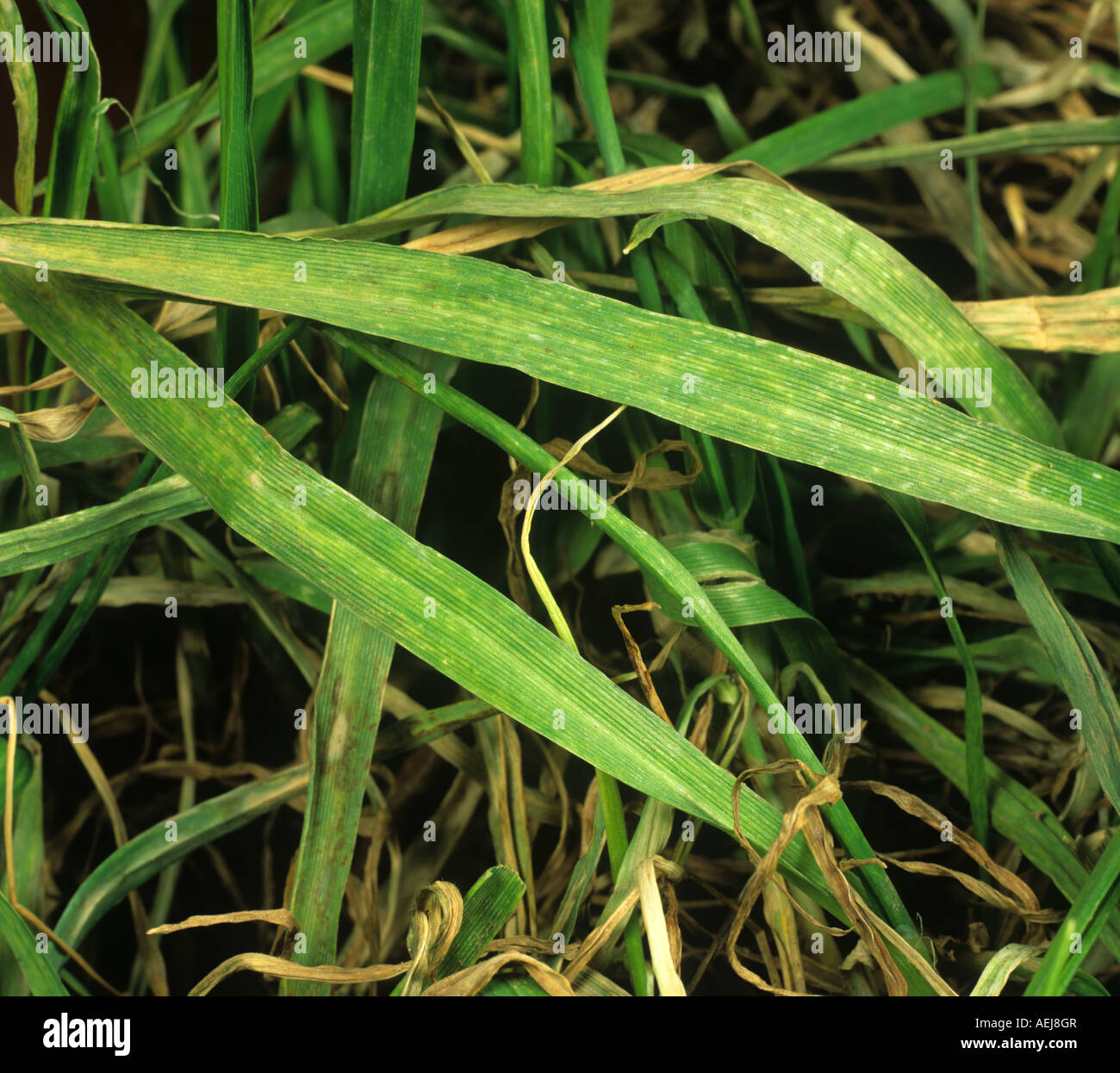 Cebada BaYMV yellow mosaic virus síntomas en hojas de cebada Foto de stock
