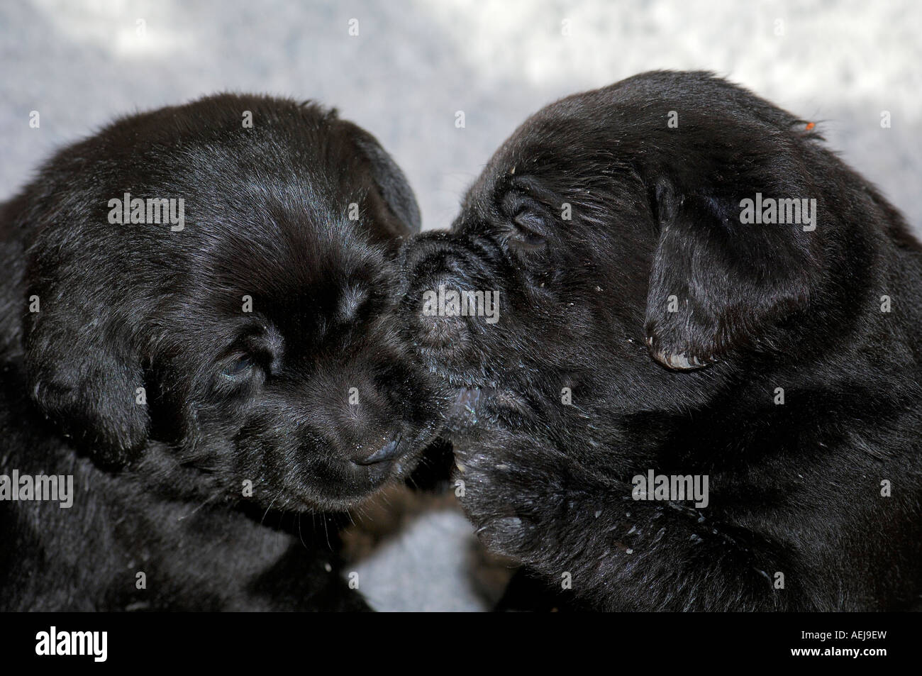 Cachorros Labrador Retriever negro Foto de stock