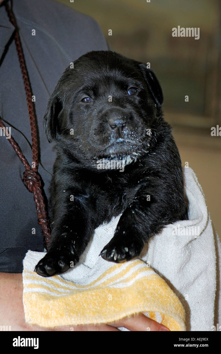 Cachorro Labrador Retriever negro Foto de stock