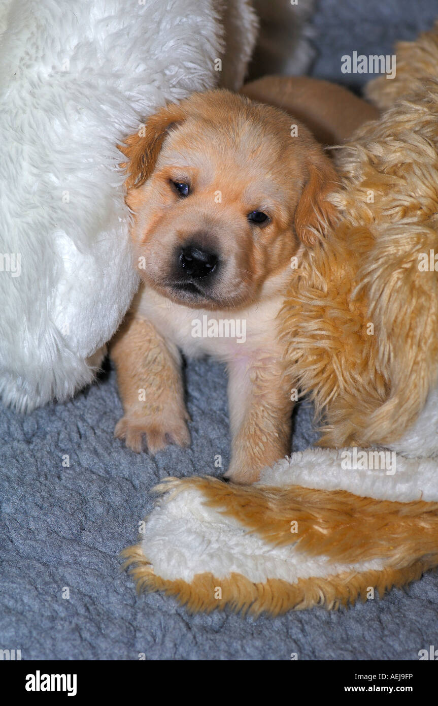 Cachorro Labrador Retriever amarillo Foto de stock