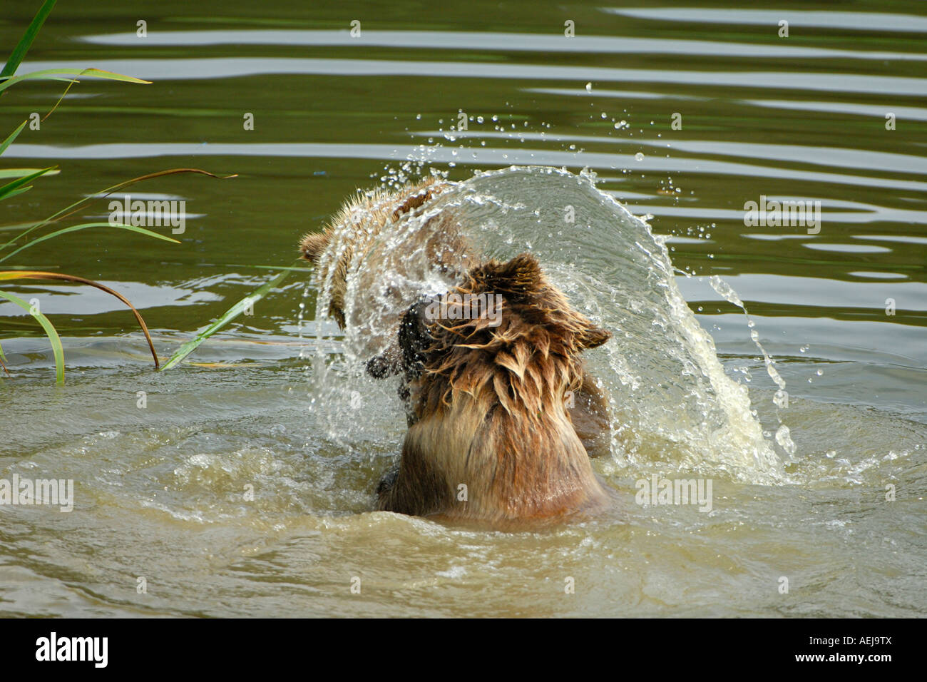 Oso pardo (Ursus arctos), dos jóvenes animales jugando en el agua Foto de stock