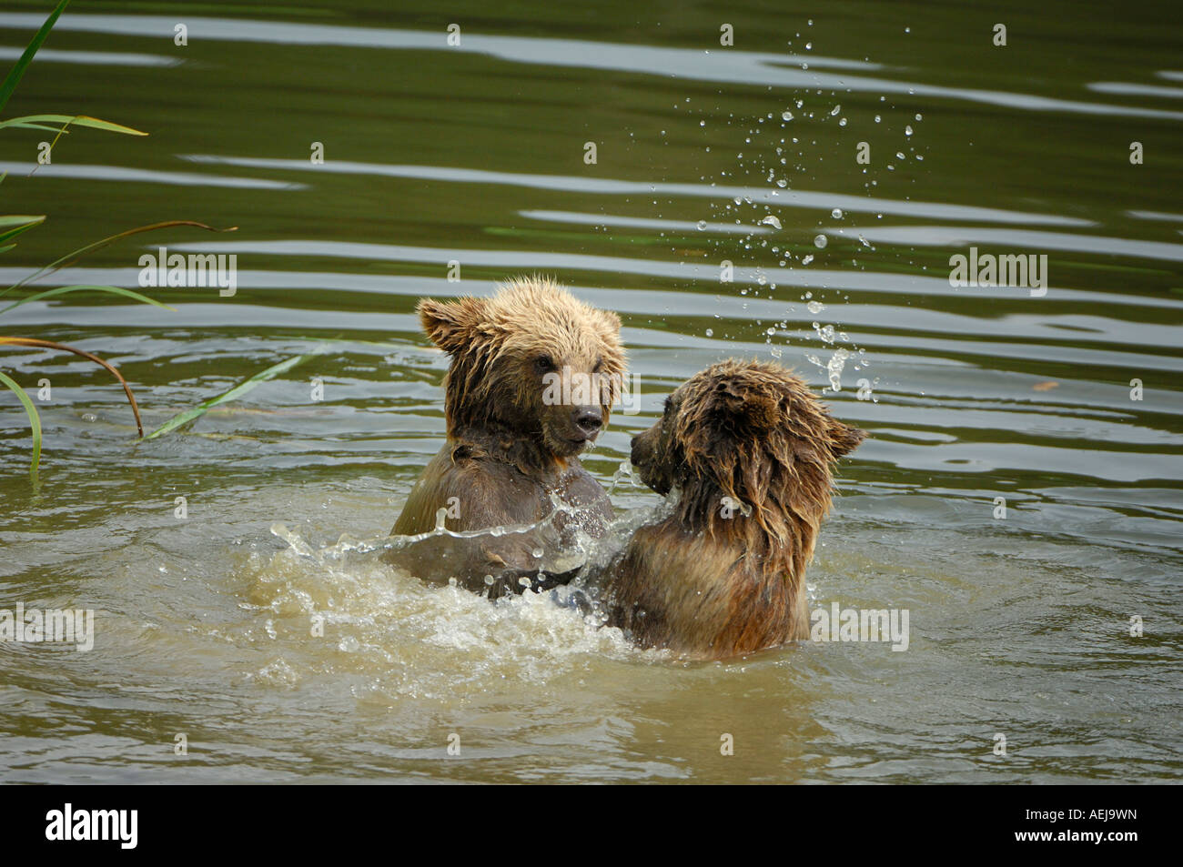 Oso pardo (Ursus arctos), dos jóvenes animales jugando en el agua Foto de stock