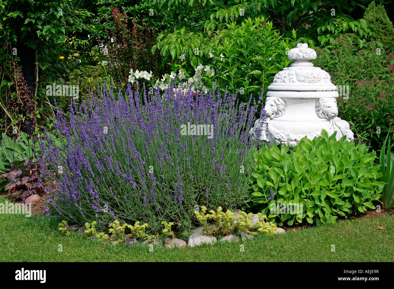 Inglés en un jardín de lavanda (Lavandula angustifolia) Foto de stock