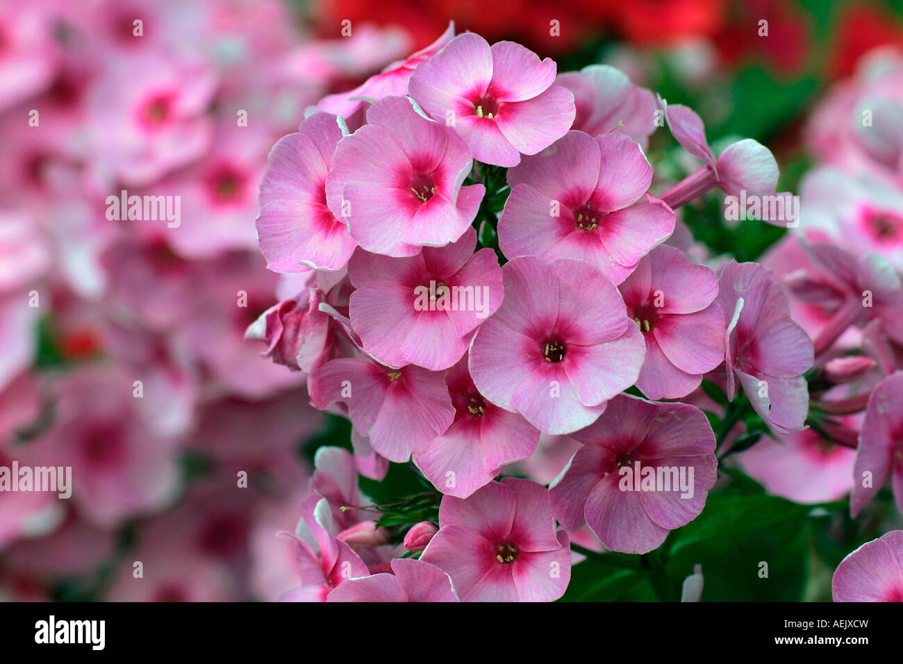 Jardín de flores Phlox - Verano (Phlox Phlox paniculata) Foto de stock