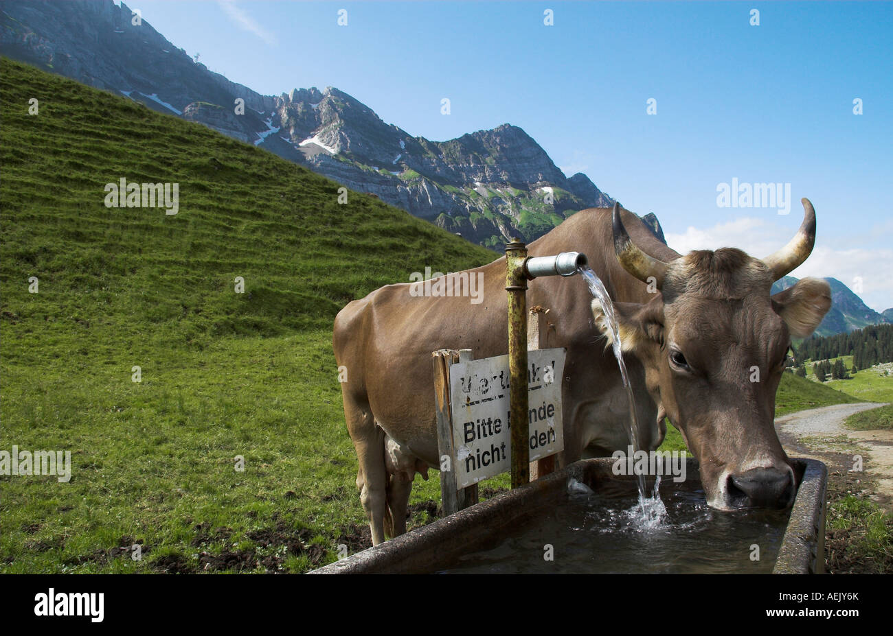 Bebidas de vaca bien Schwaegalp/Suiza/cantón Appenzell Foto de stock