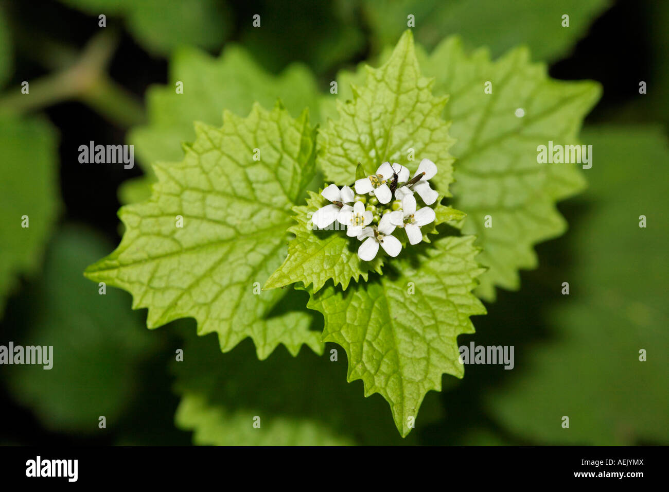 Alliaria petiolata ajo, Mostaza Foto de stock