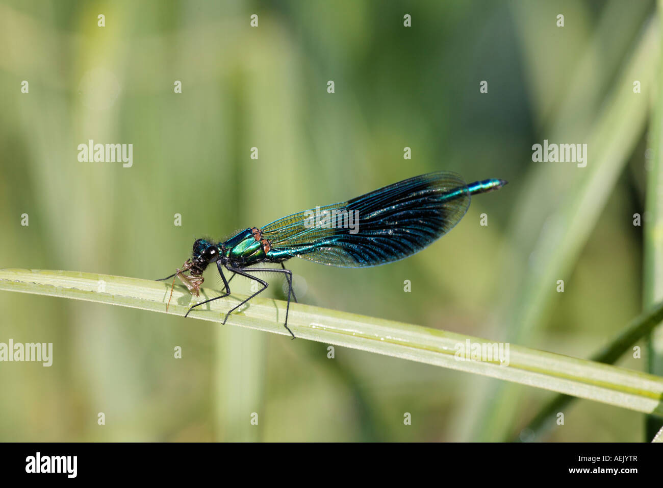 Blackwing con bandas, bandas, agrion demoiselle anillados, macho, Calopteryx splendens Foto de stock