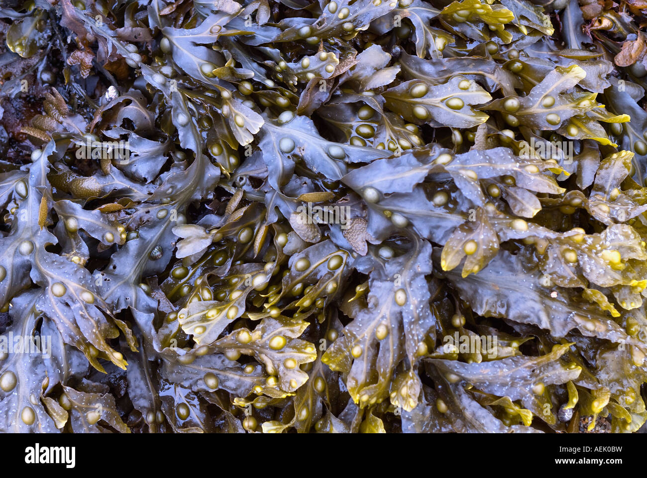 Alga, asolando la vejiga (Fucus vesiculosus) Foto de stock