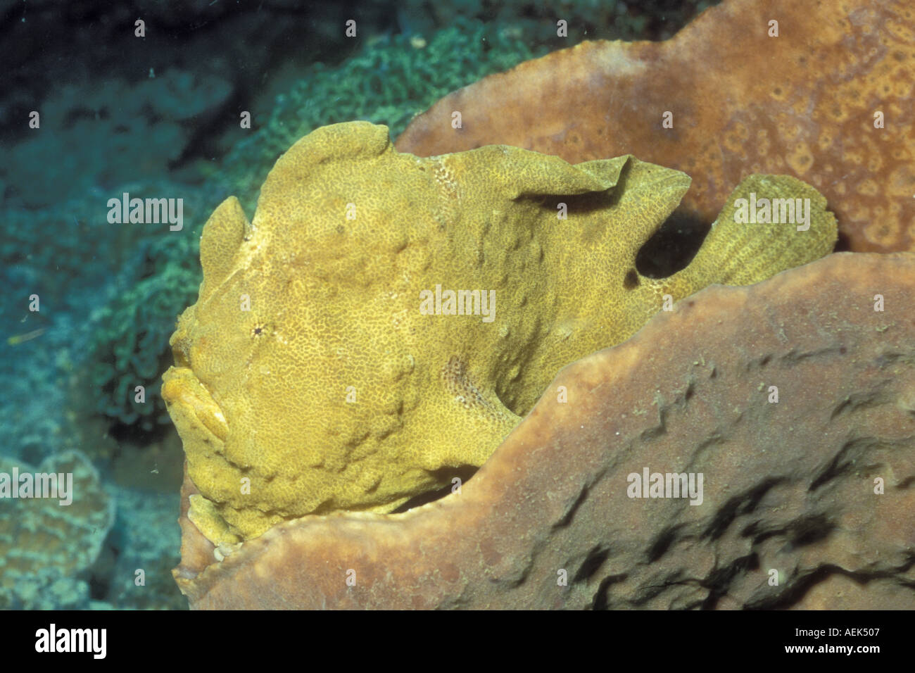 Antennarius commersoni Frogfish gigante estrecho de Lembeh Indonesia Foto de stock