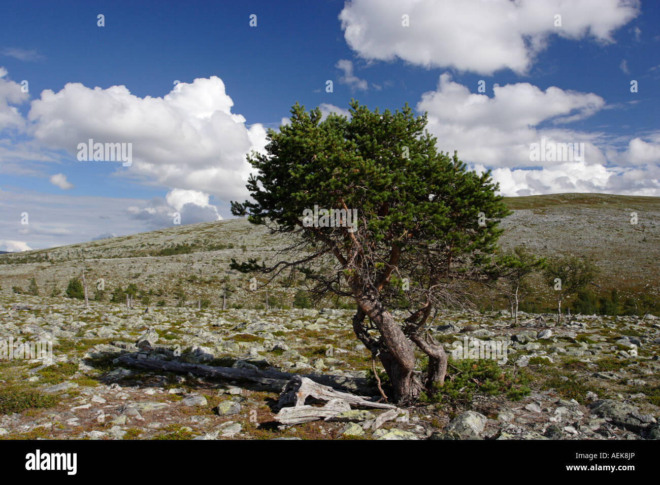 Árbol en Noruega cerca Elga en el lago Femunden Foto de stock