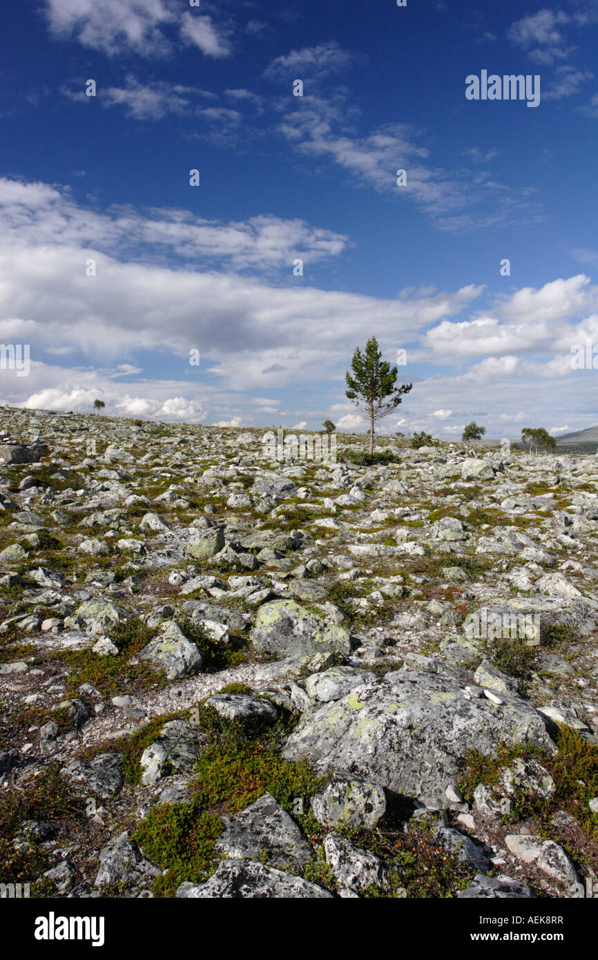 Árbol en Noruega, cerca de Lago Femunden Elga Foto de stock