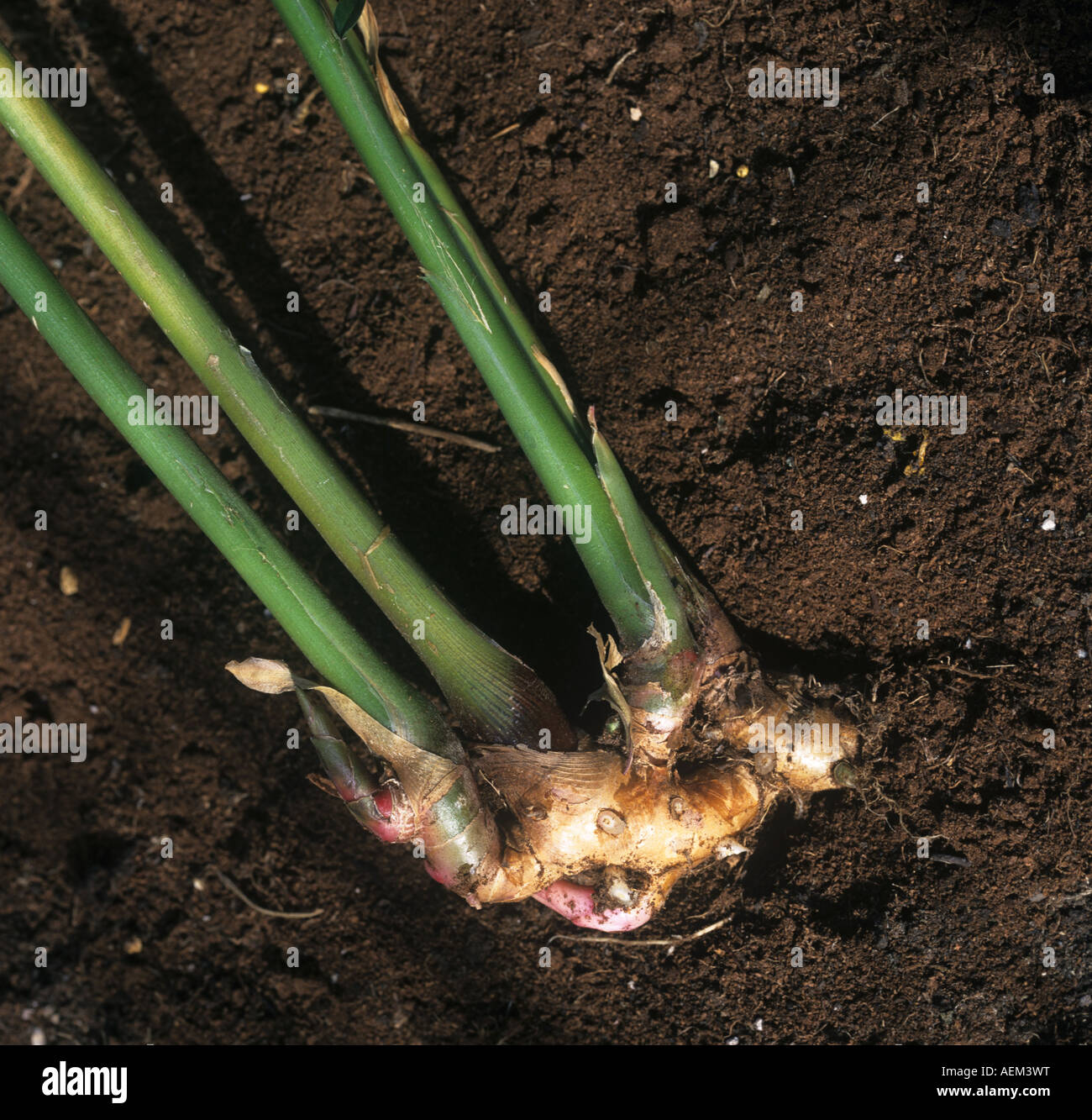 Cosechado raíz o tallo horizontal indio de jengibre Zingiber officinale Foto de stock