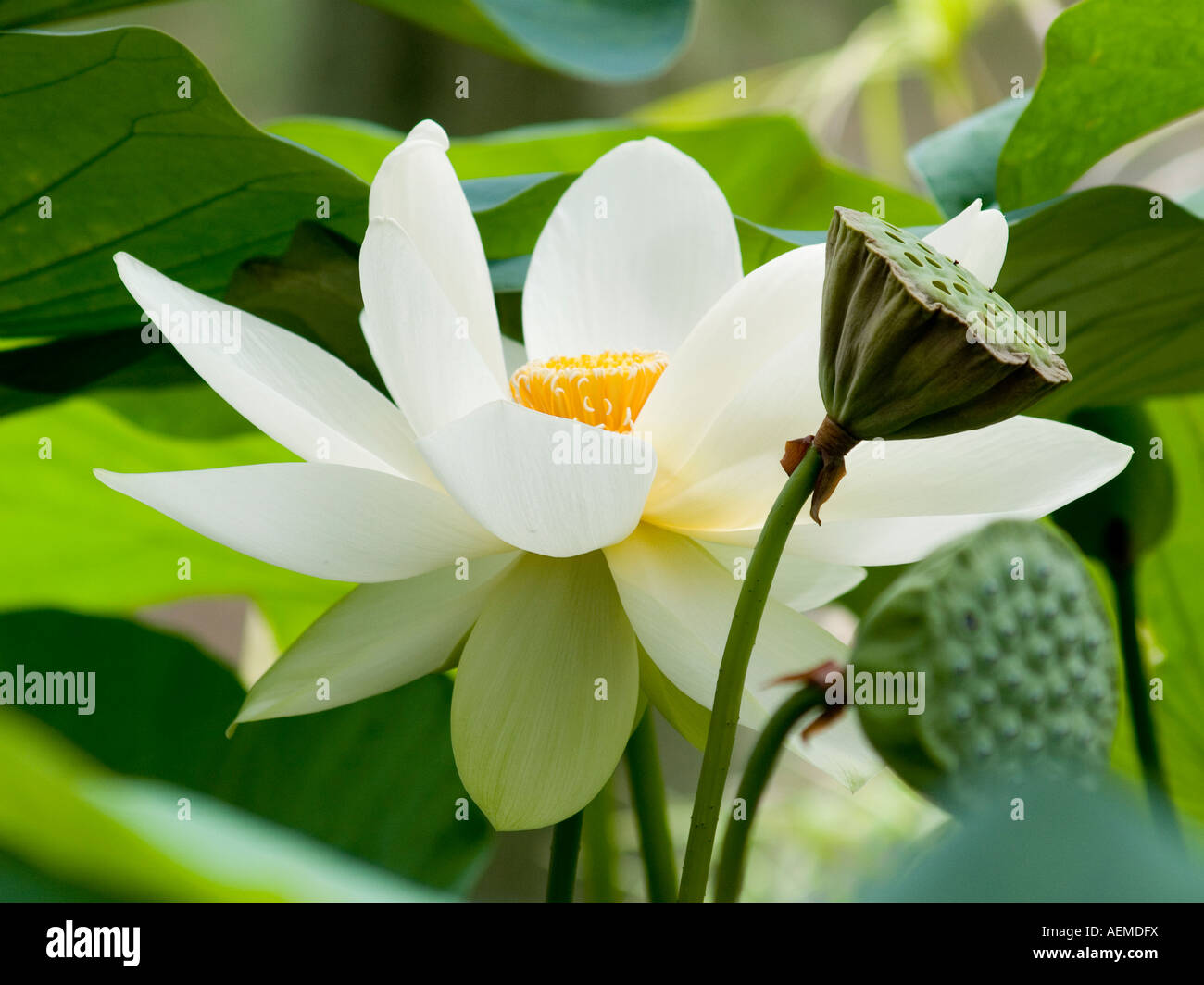 La Sagrada flor de loto blanco con las vainas Nelumbo nucifera Nelumbonaceae Foto de stock