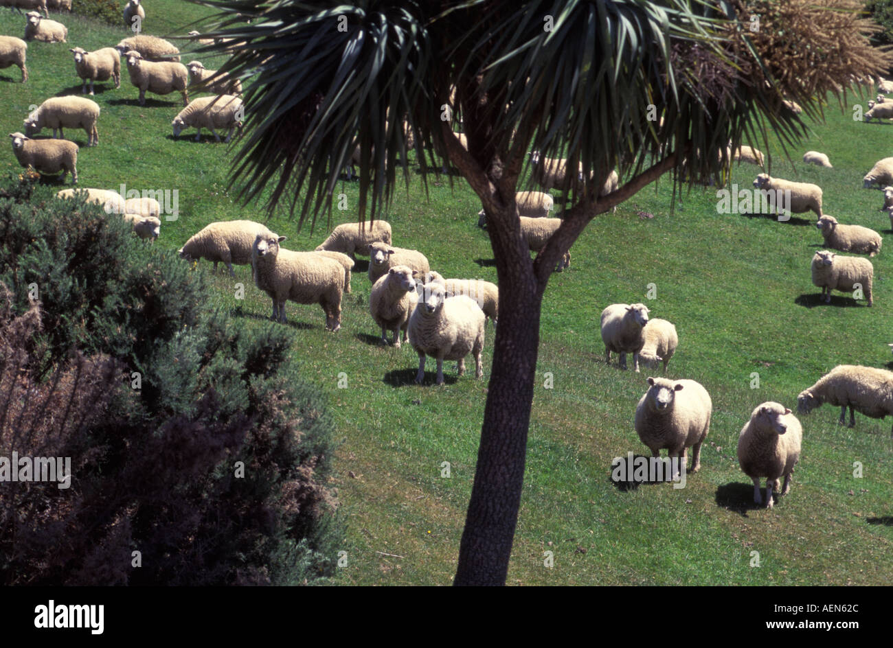 Nueva Zelanda es famosa por sheepfarming Catlins para alimentar la carne de oveja, cordero y woll industria. Foto de stock