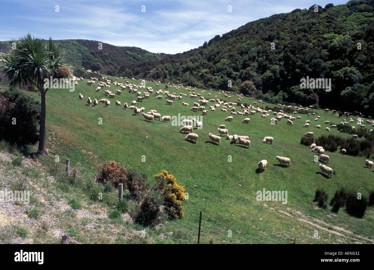 Nueva Zelanda es famosa por sheepfarming Catlins para alimentar la carne de oveja, cordero y woll industria. Foto de stock